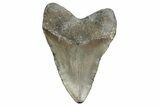 Fossil Megalodon Tooth - North Carolina #380151-2